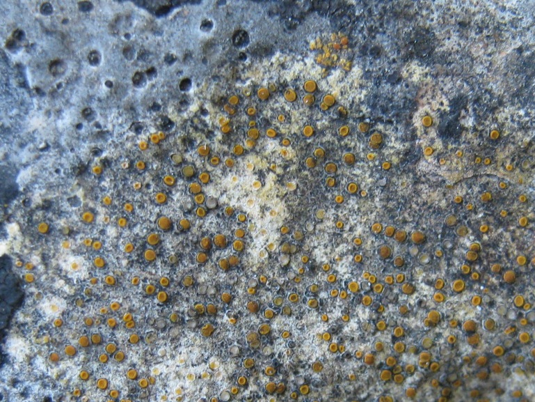 Caloplaca: Variet�